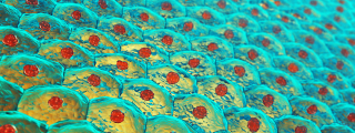 Cardiovascular