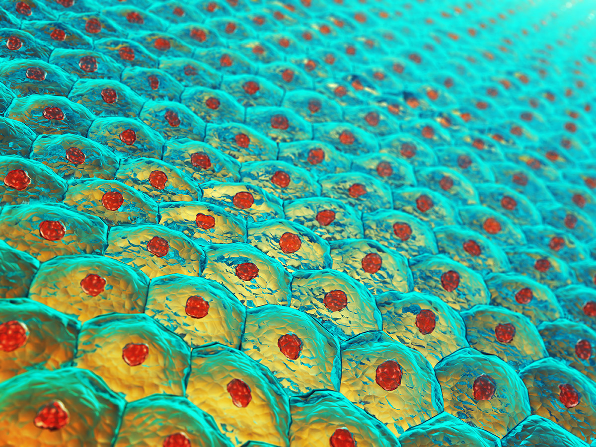 Tissue Engineering Tissue Engineering