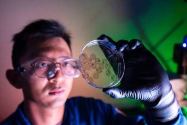 “What we’ve built is essentially a light-powered interface that speaks in electrical and mechanical pulses, the same language as the heart, without any of the drawbacks of rigid electrodes, such as tissue damage or contamination risk over long-term use,” says study co-author Herdeline “Digs” Ardoña, UC Irvine assistant professor of chemical and biomolecular engineering. Steve Zylius / UC Irvine