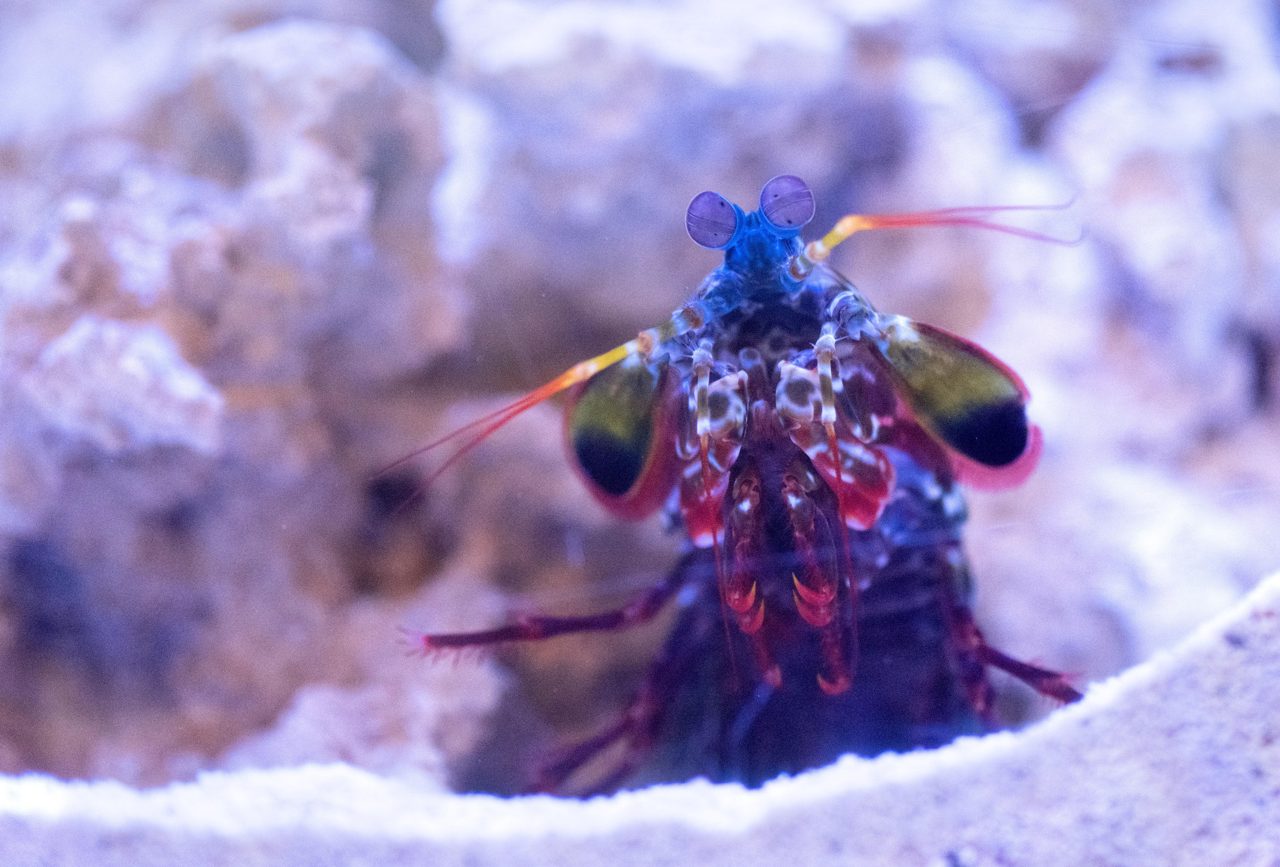 A picture of a peacock mantis shrimp underwater.