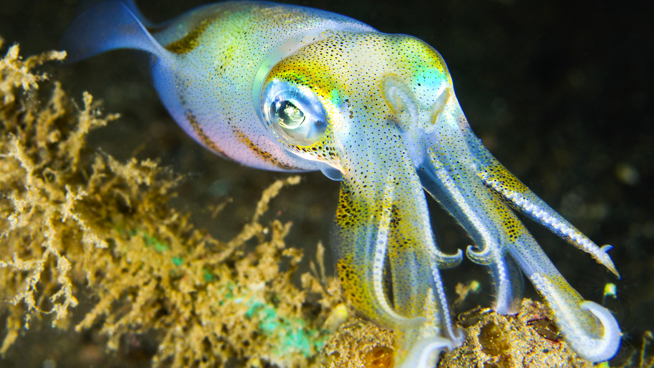 Image of a squid in water.