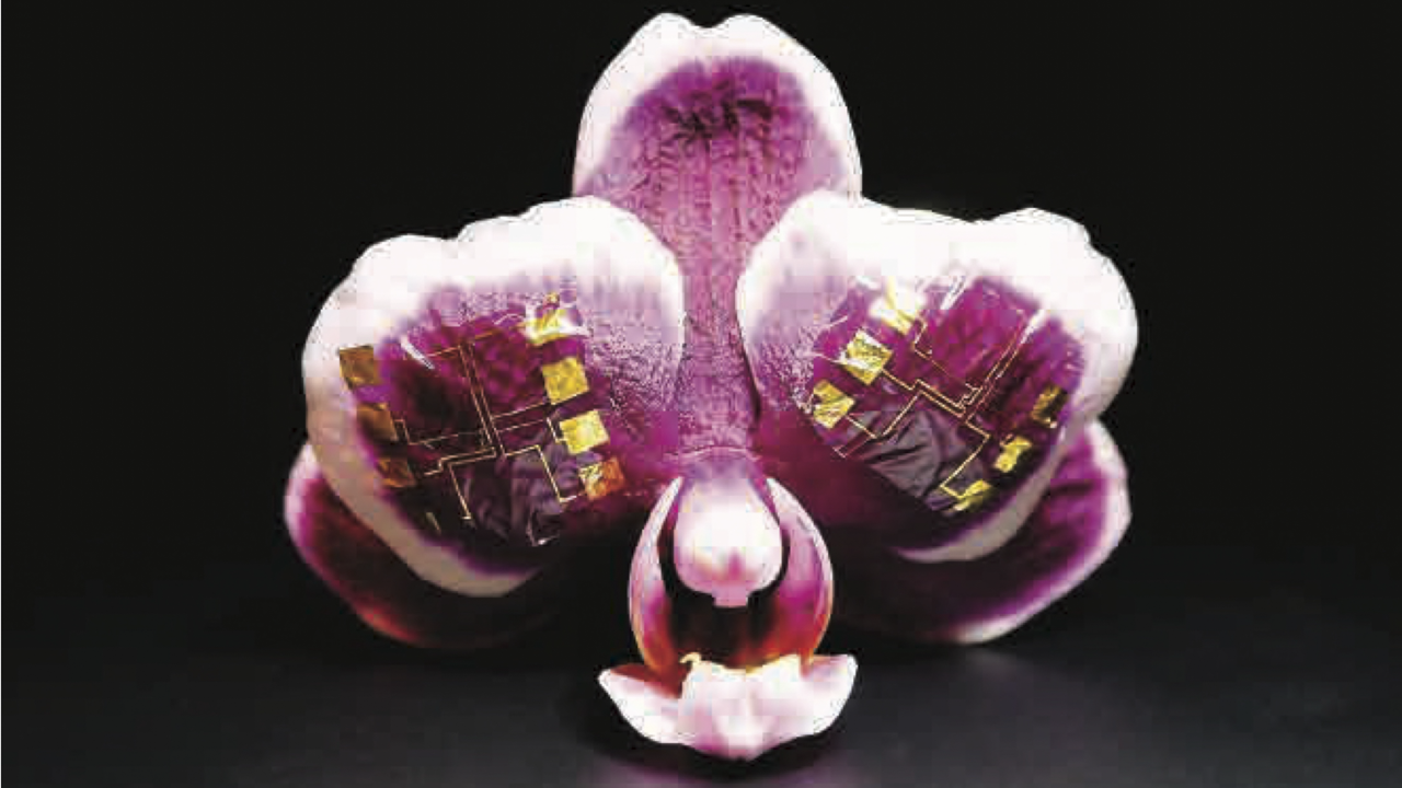 Brain graphic with circuits embedded
